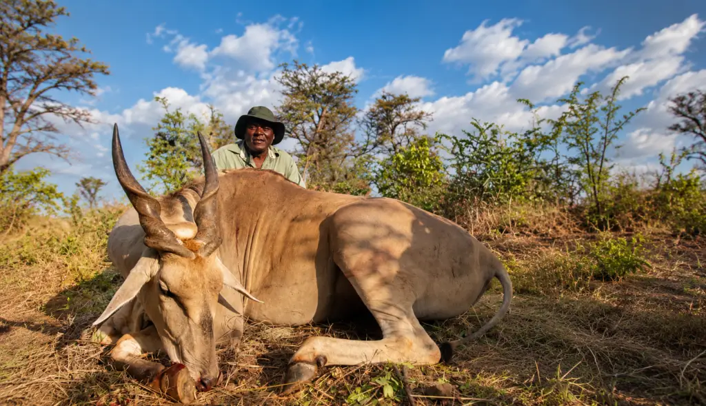 Professional hunting guide posing behind an eland trophy in Zimbabwe