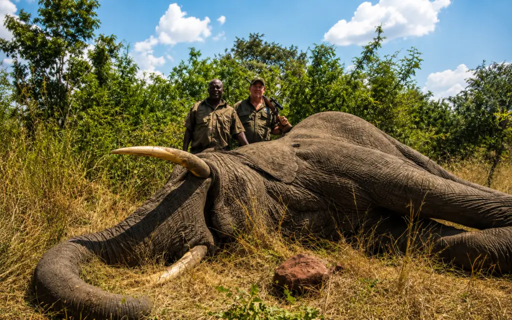 Professional hunter and client posing behind an elephant trophy in Zimbabwe