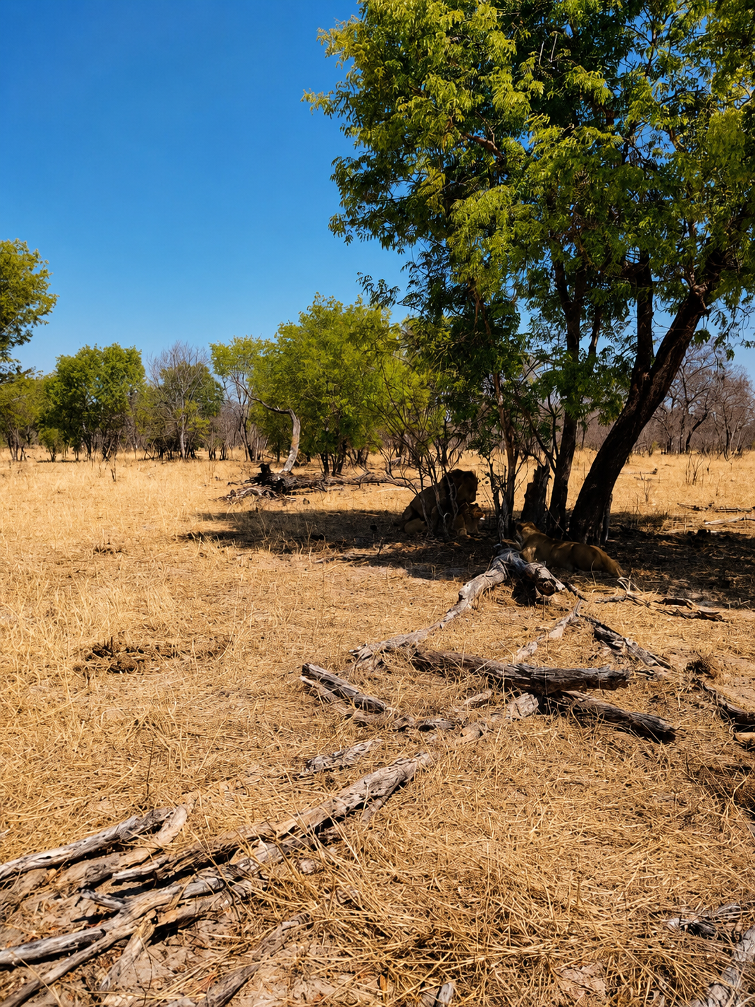 Zimbabwe bush and safari landscape