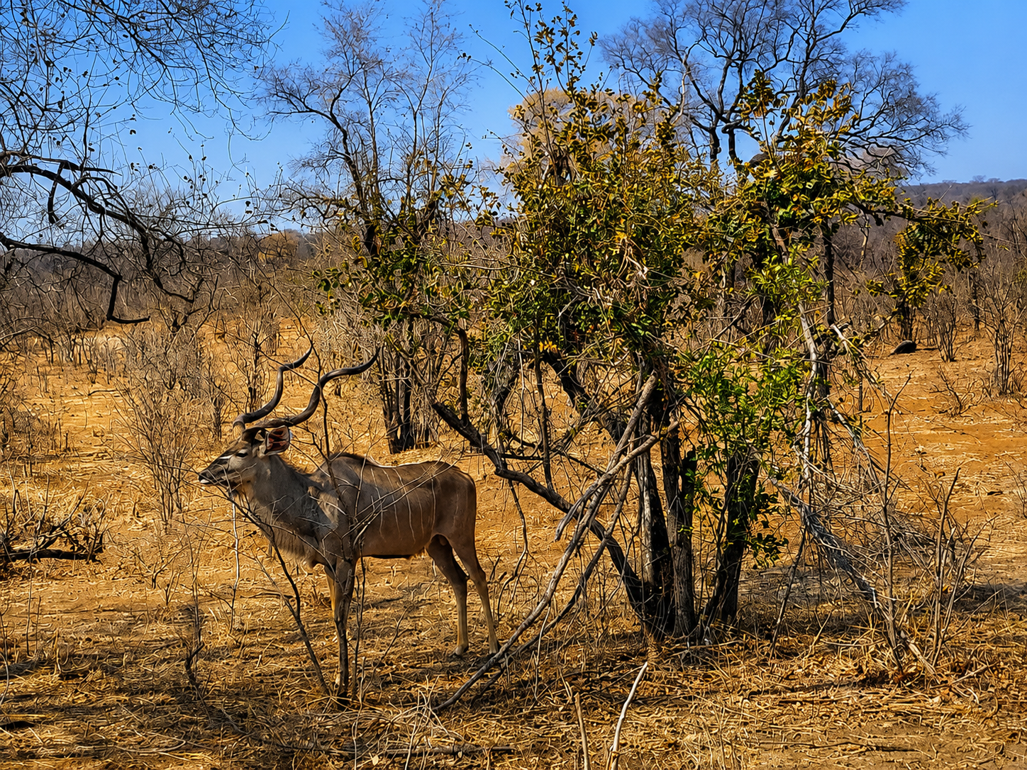 Plains game hunting safari in Zimbabwe